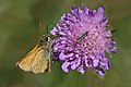 65 Large skipper (Ochlodes sylvanus) underside Sweden uploaded by Charlesjsharp, nominated by Charlesjsharp