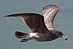 Larus pacificus - juvenile in flight.jpg