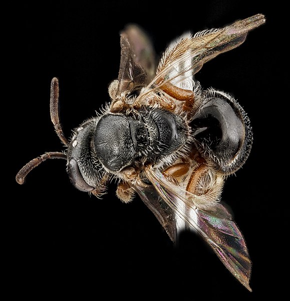 File:Lasioglossum birkmani, Female, Back1, Nacogodoches County, Texas 2012-10-23-08.46.46 ZS PMax (8123822696).jpg