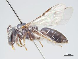 Lasioglossum nefrens