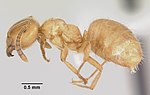 Miniatura para Lasius creightoni