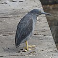 Lava Heron, Galapagos (47701163962).jpg