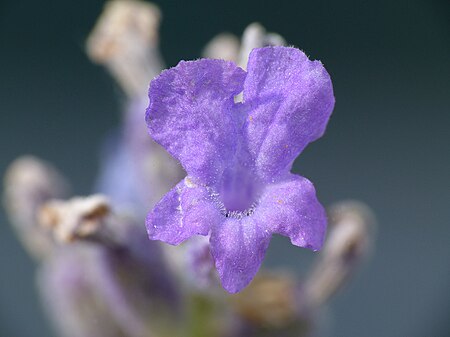 Fail:Lavandula_angustifolia_lavender_Lavendel_04.jpg