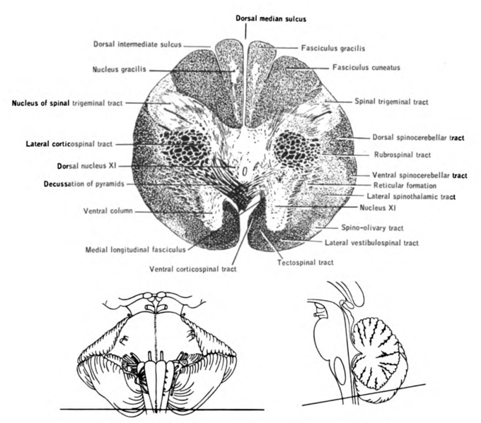 File:Lawrence 1960 25.1.png