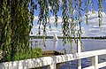 Le lac Wannsee vu du jardin de la villa Liebermann (Berlin) (36137052003).jpg