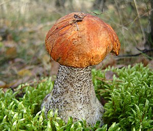 Leccinum versipelle 3.jpg