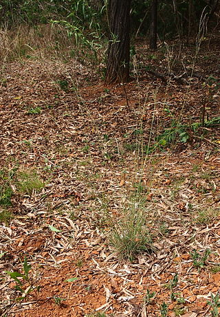 <i>Leptochloa</i> Genus of grasses