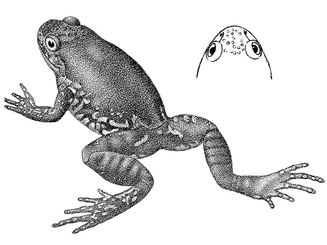 Leptodactylodon