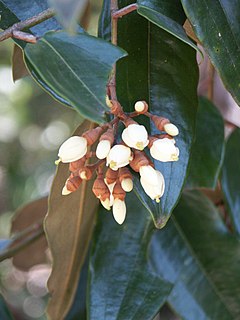 Sarcolaenaceae family of plants