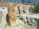 Petrified forest on Lesvos