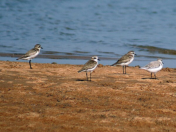 Lesser sand plover, Anarhynchus mongolus