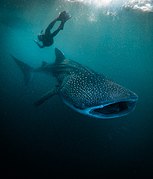 whale shark