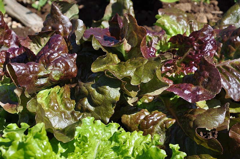 File:Lettuce (28136978105).jpg