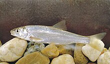 Common dace (Leuciscus leuciscus) Leuciscus leuciscus Hungary.jpg