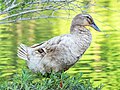 * Nomination Leucistic mallard at Dufferin Islands, Niagara, Ontario --Rhododendrites 00:16, 6 June 2023 (UTC) * Promotion  Support Good quality. --Rjcastillo 01:37, 6 June 2023 (UTC)