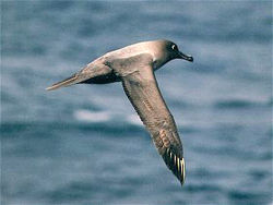 Light sooty albatross flying.jpg