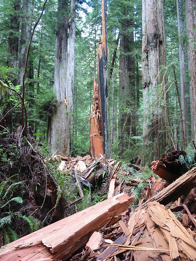 Prairie Creek Redwoods State Park Gold Bluffs Beach Camp - Wikipedia