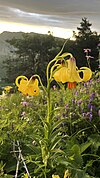 Lilium monadelphum