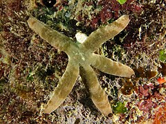 File:Linckia laevigata, Lizard Island Group.jpeg (Category:Echinoderms of Queensland)