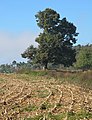 Čeština: Památný strom (lípa malolistá, Tilia cordata) v k.ú. Křepenice, na místě bývalé kapličky na vršku u silnice mezi Křepenicemi a Dublovicemi, okres Příbram - ČR English: Famous tree (Tilia cordata) near Křepenice (road between Křepenice and Dublovice), Příbram District in Czech Republic