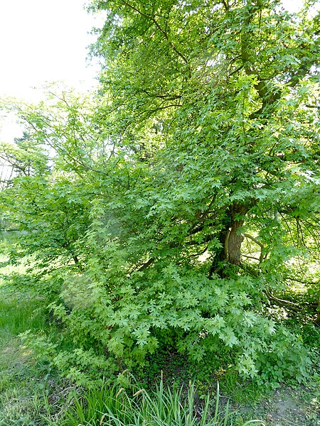 450px-Liquidambar_orientalis_arboretum_Breuil_1.jpg