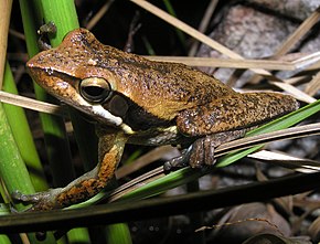 Opis obrazu Litoria adelaidensis.JPG.