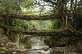 Khasių gyvieji tiltai (Nongriato kaimas, Meghalaja)
