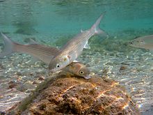 Chelon auratus feeding in shallows Liza aurata Sardinia.JPG