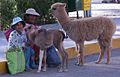 Llama and Alpaca with Mother and Daughter in Chivay, Peru..jpg
