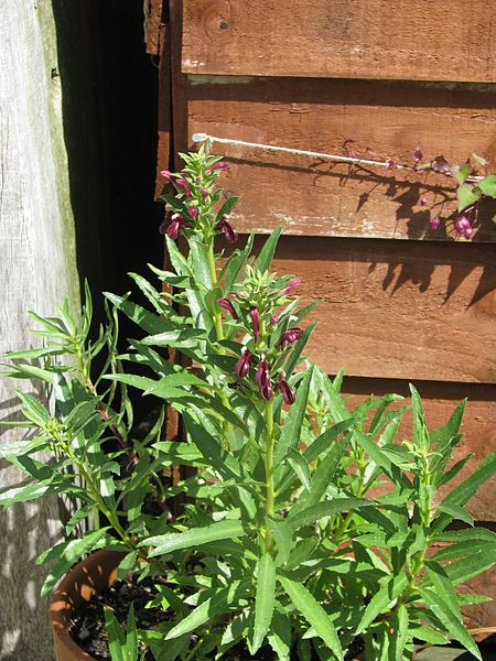 File:Lobelia polyphylla (9491842403).jpg