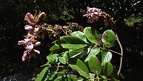 Beschrijving van de afbeelding Lonchocarpus sericeus Bahia 2..jpg.
