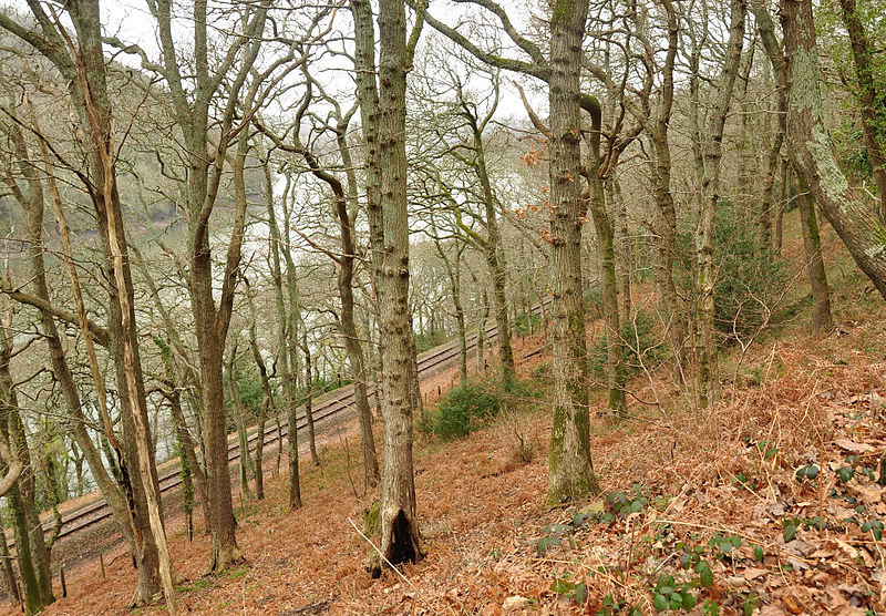 File:Long Wood, Kingswear.jpg