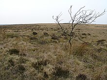 Moor at Longriggend Longriggend Desolation - geograph.org.uk - 402101.jpg