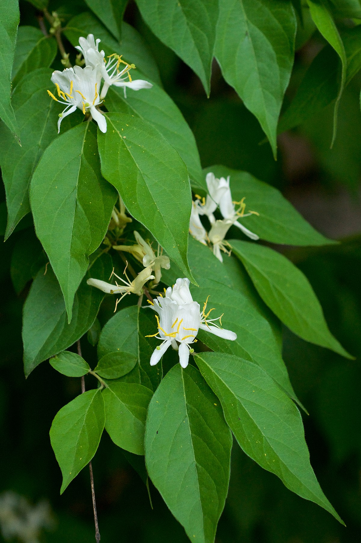 amur honeysuckle berries