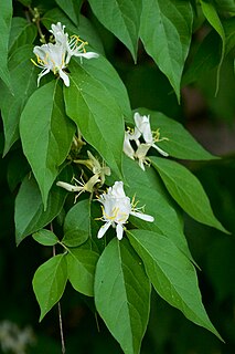 <i>Lonicera maackii</i> species of plant