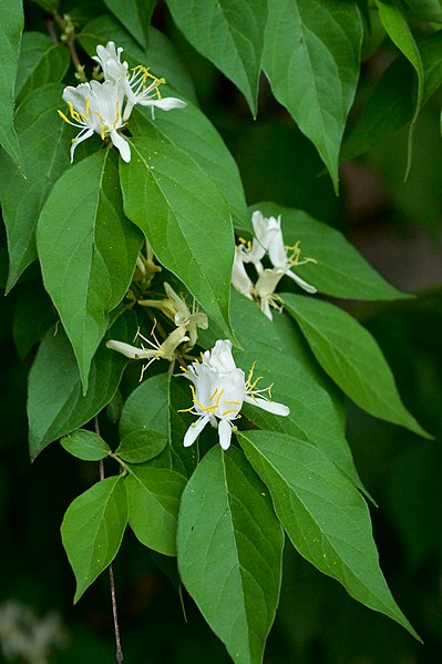 File:Lonicera maackii 2.jpg