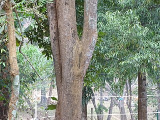 <i>Lophira alata</i> Species of tree