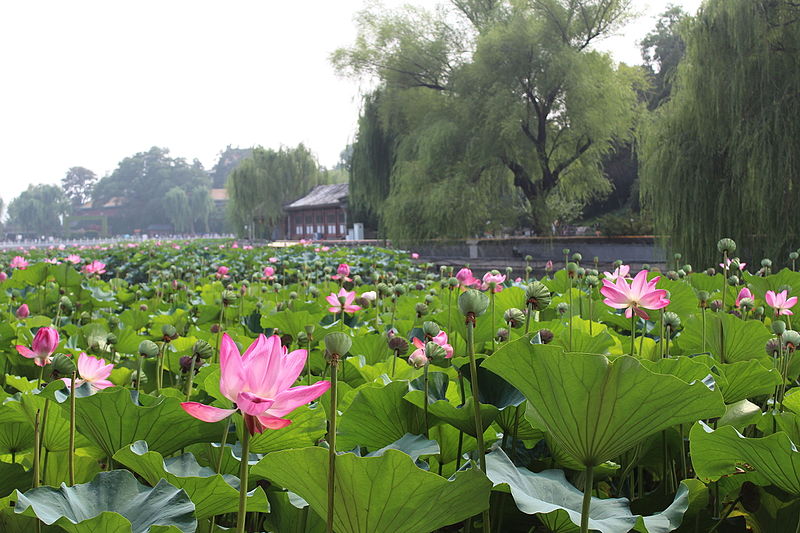 File:Lotuses at the Beihai Park 12.JPG