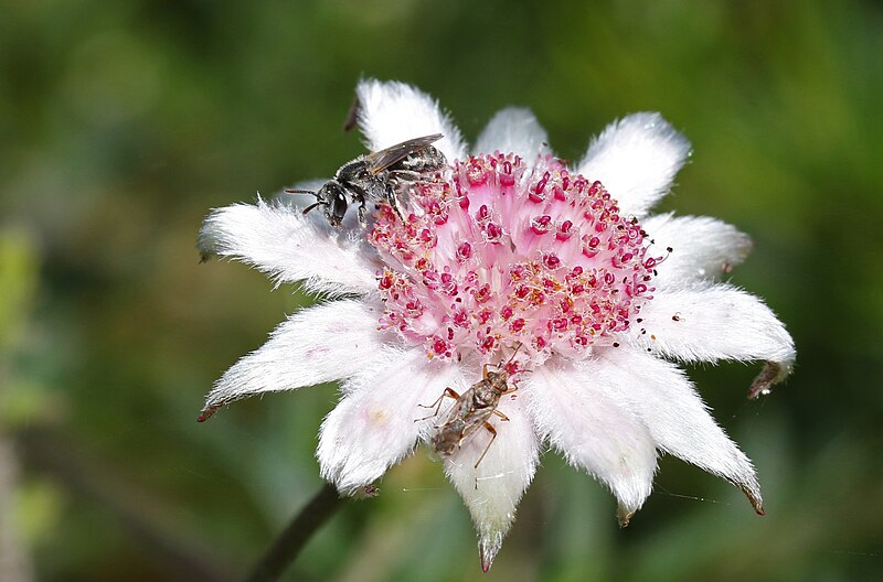 File:Lou100121d Pink Flannel Flower (Actinotus forsythii).jpg