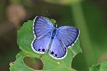 Lucas's blue (Cyclargus ammon erembis) erkek. JPG