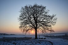 Luther beech in winter ... IMG 7859WI.jpg