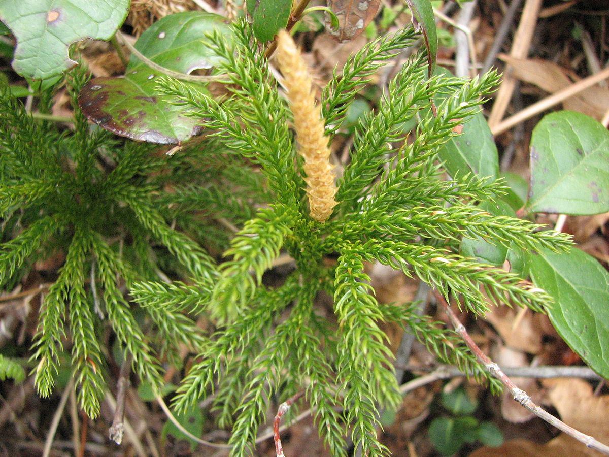 Lycopodium para que sirve