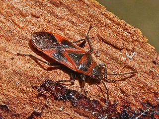 <i>Arocatus roeselii</i> Species of true bug