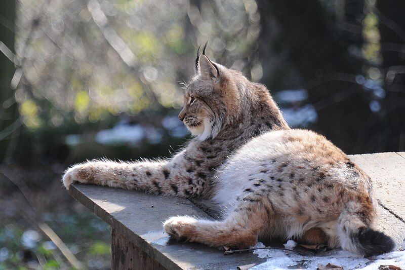 File:Lynx lynx, Luchs 10.JPG