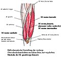 Vorschaubild für Musculus quadriceps femoris
