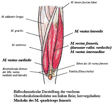 Musculus quadriceps femoris