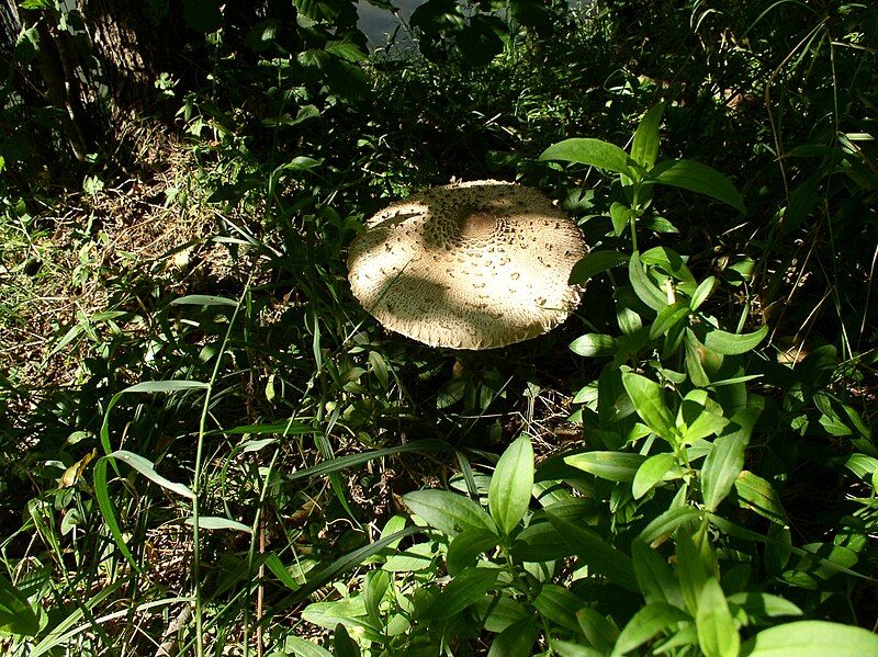 File:Macrolepiota procera3.jpg