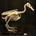Riesensturmvogel aus der Antarktis