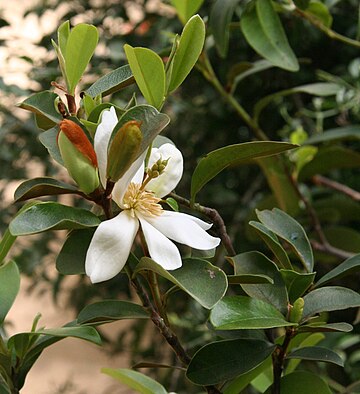 Magnolia laevifolia