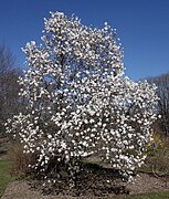 Magnolia stellata - Wikipedia